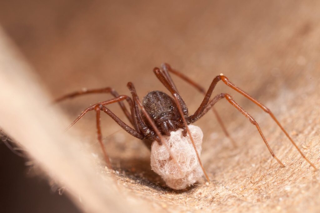Como evitar a proliferação de aranhas em áreas externas da casa
