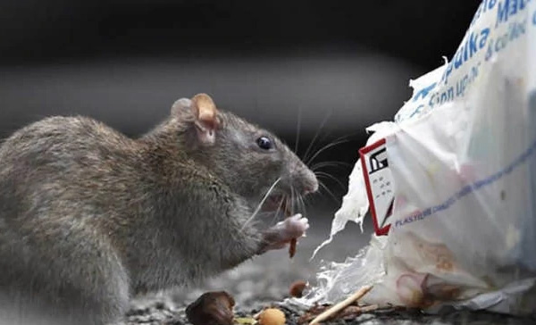 Desratização em Suzano, SP